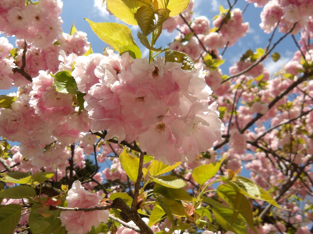 楊貴妃(サクラ)花のアップ